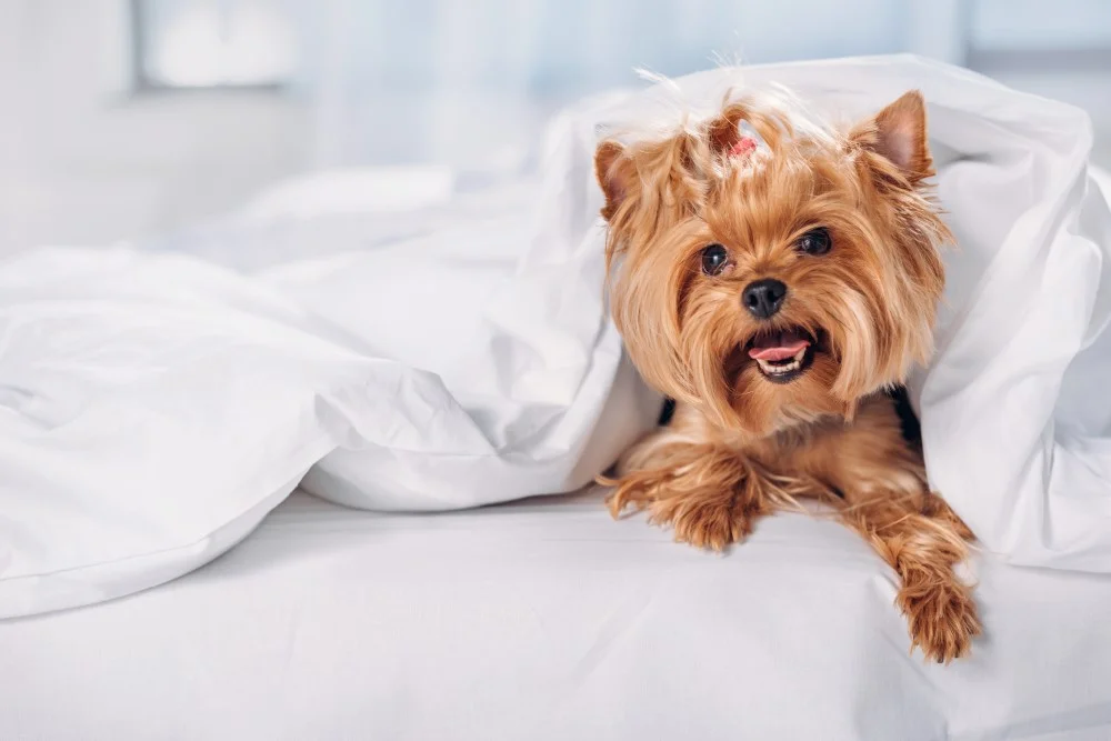Lille hund under en dyne